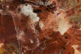 Polished, Petrified Wood (Araucarioxylon) Round - Arizona #207341-1